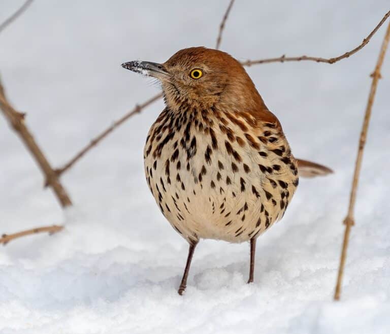 Backyard Birds of Georgia: 15 Common Species (2026 Identification Guide)