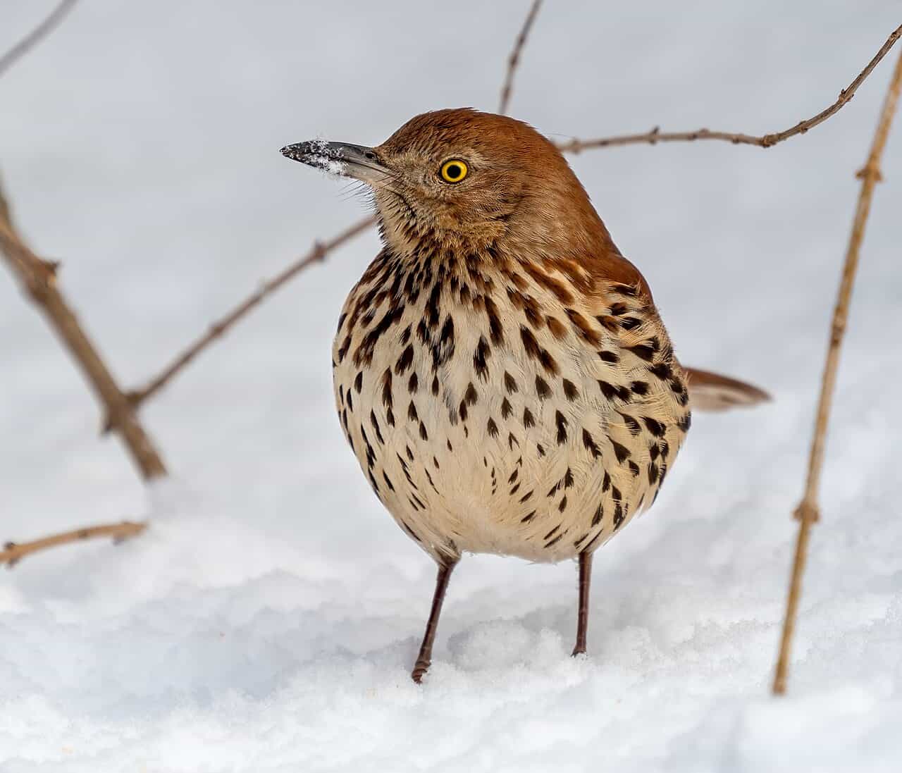 Backyard Birds of Georgia: 15 Common Species (2026 Identification Guide)