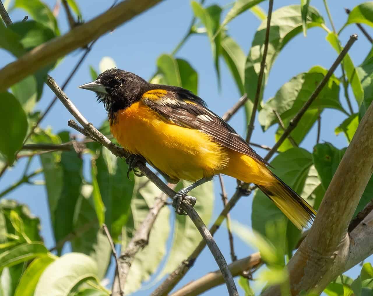 Backyard Birds of Maryland: 15 Common Species (2026 Identification Guide)