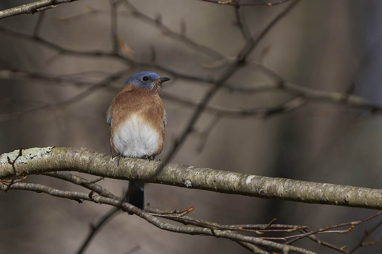 Backyard Birds of New York: 15 Common Species (2026 Identification Guide)