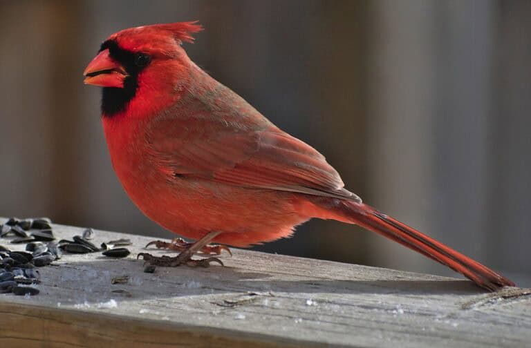 Backyard Birds of North Carolina: 15 Common Species (2026 Identification Guide)