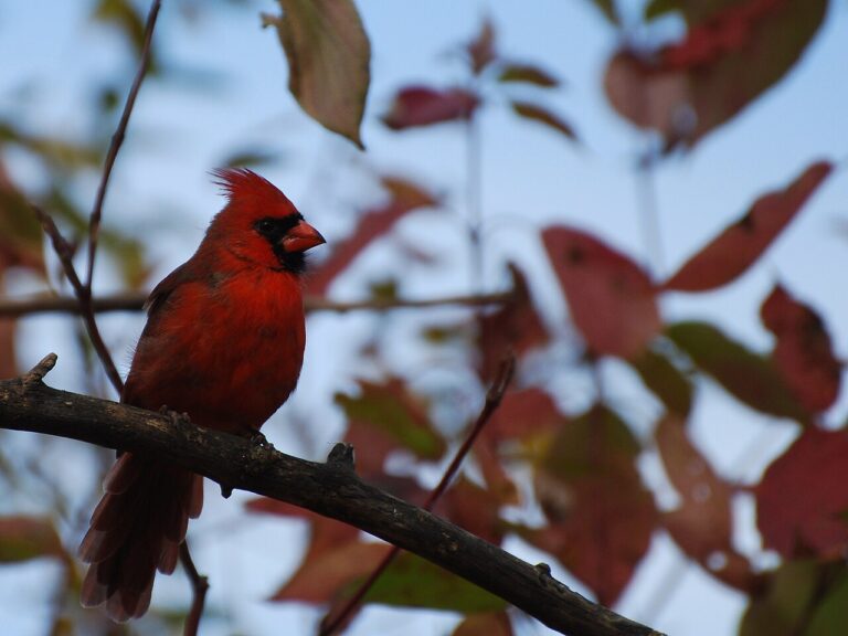 Backyard Birds of Alabama: A Complete Guide