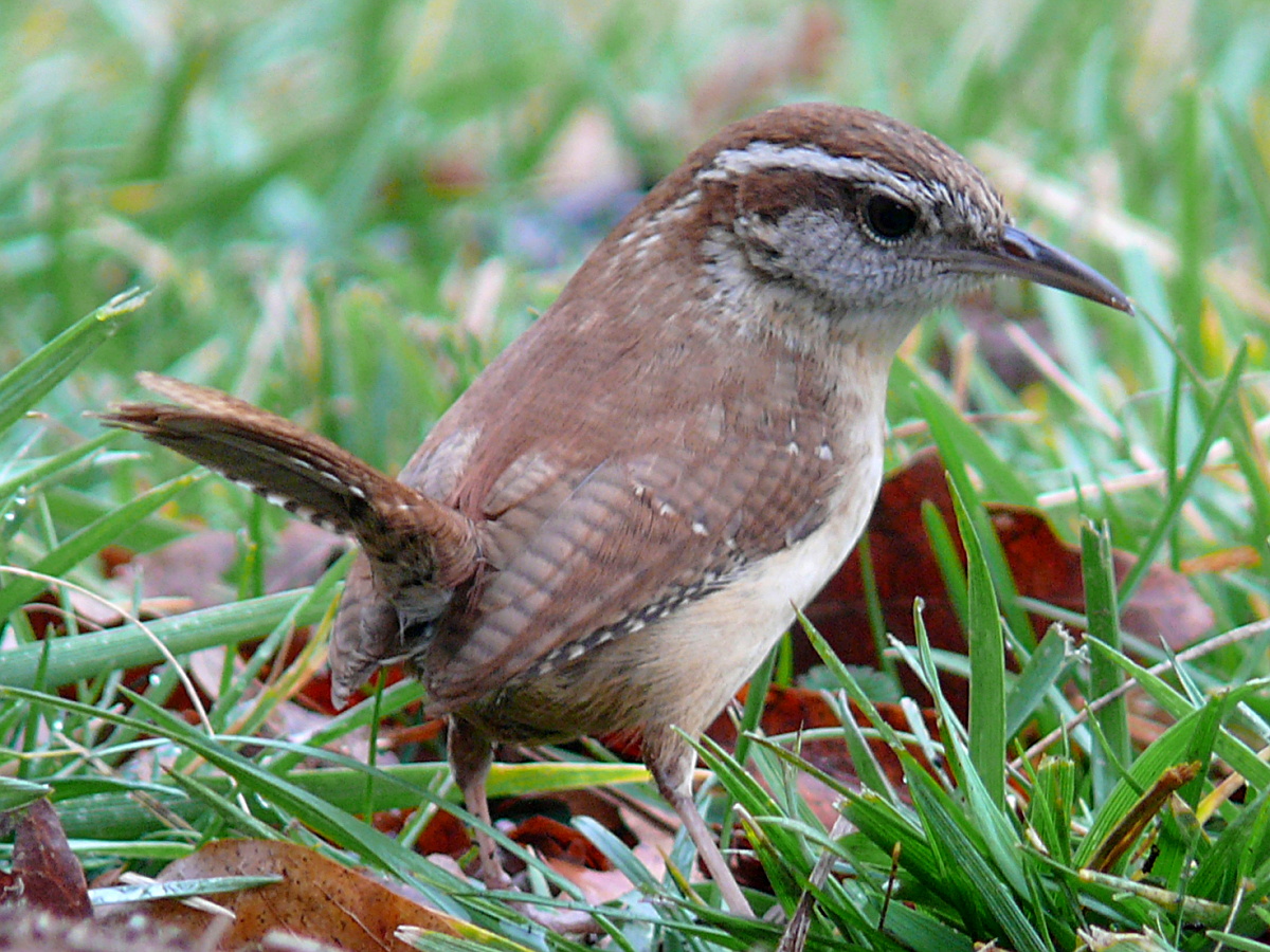 Backyard Birds of South Carolina: A Complete Guide