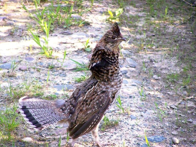 Backyard Birds of Pennsylvania: 15 Common Species (2026 Identification Guide)