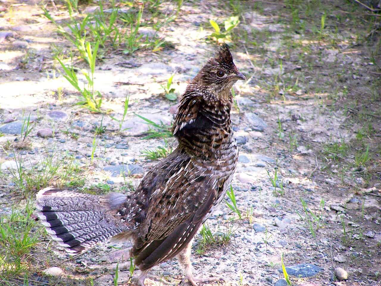 Backyard Birds of Pennsylvania: 15 Common Species (2026 Identification Guide)