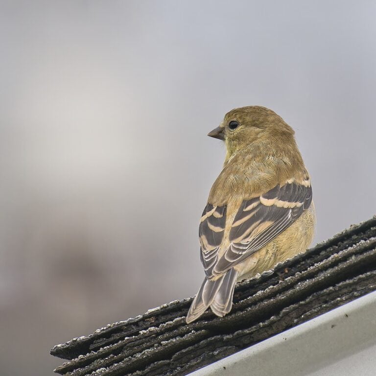 Backyard Birds of Washington: 15 Common Species (2026 Identification Guide)