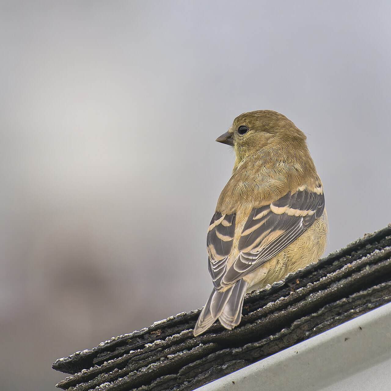 Backyard Birds of Washington: 15 Common Species (2026 Identification Guide)