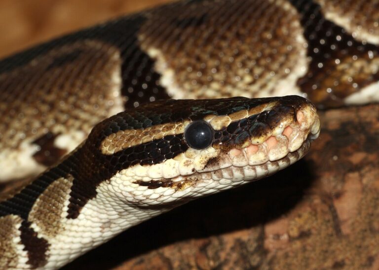 Banana Ball Python: Genetics, Care & Price Guide