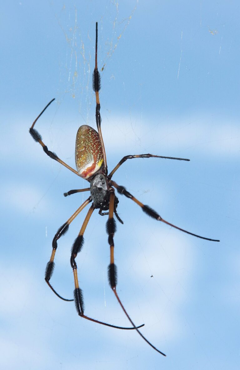 Banana Spider: Identification, Size, and Bite Facts