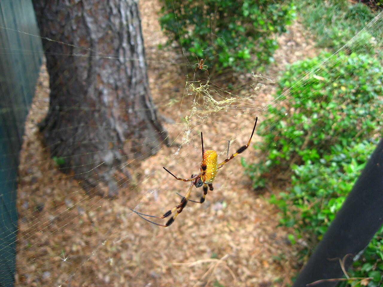 Banana Spider vs Joro Spider and Other Orb-Weavers