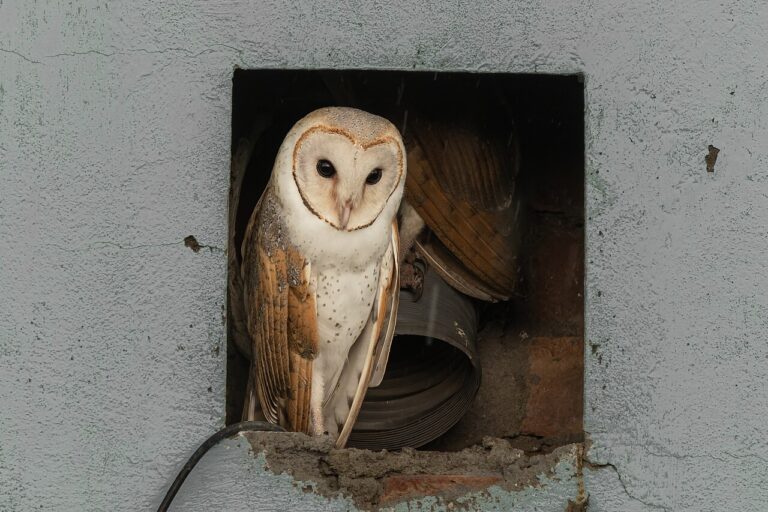 Barn Owl: Identification, Sounds, and Facts