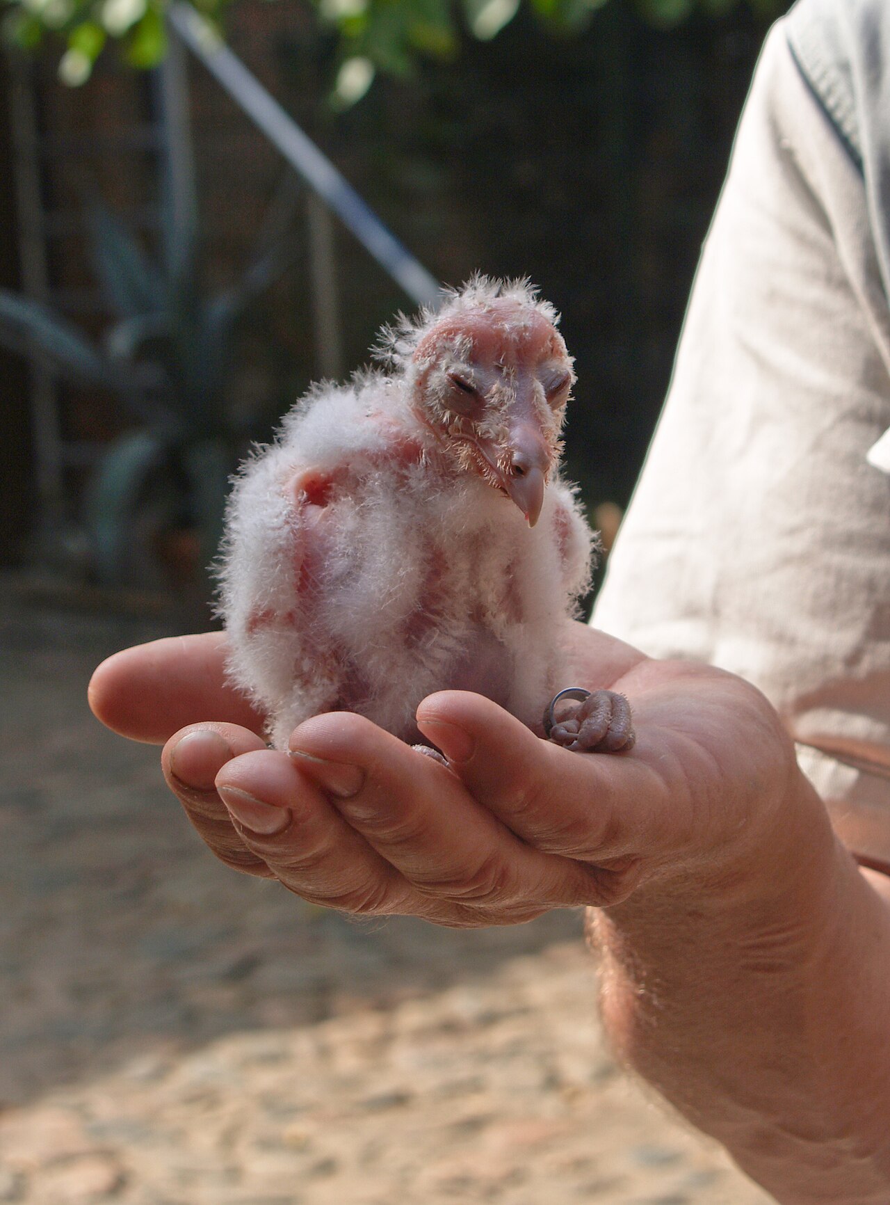 Barn Owl sounds and calls