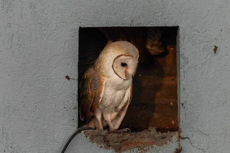 Barn Owl Sounds: The Screech and Other Calls Explained