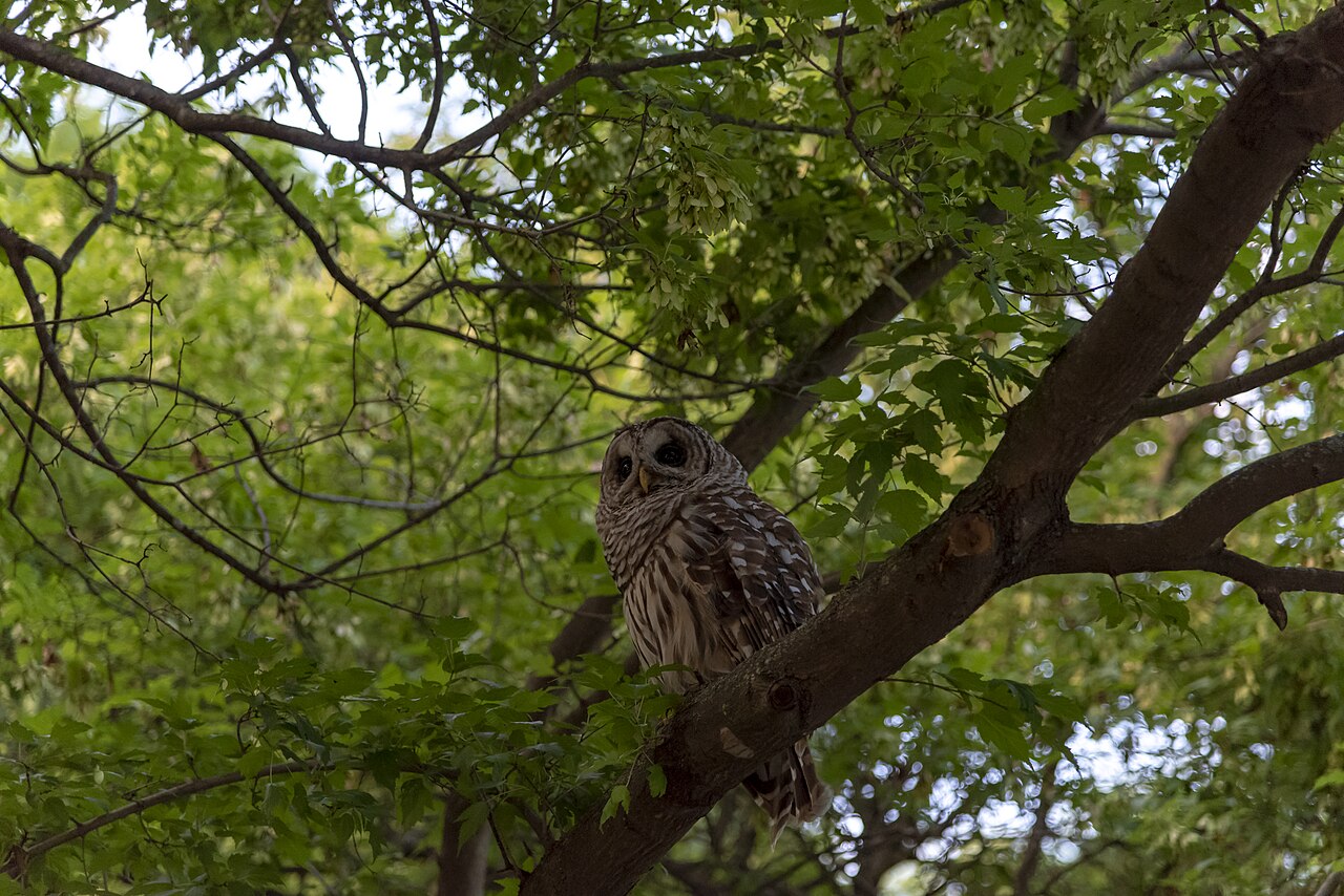Barred Owl Call: What It Sounds Like and What It Means