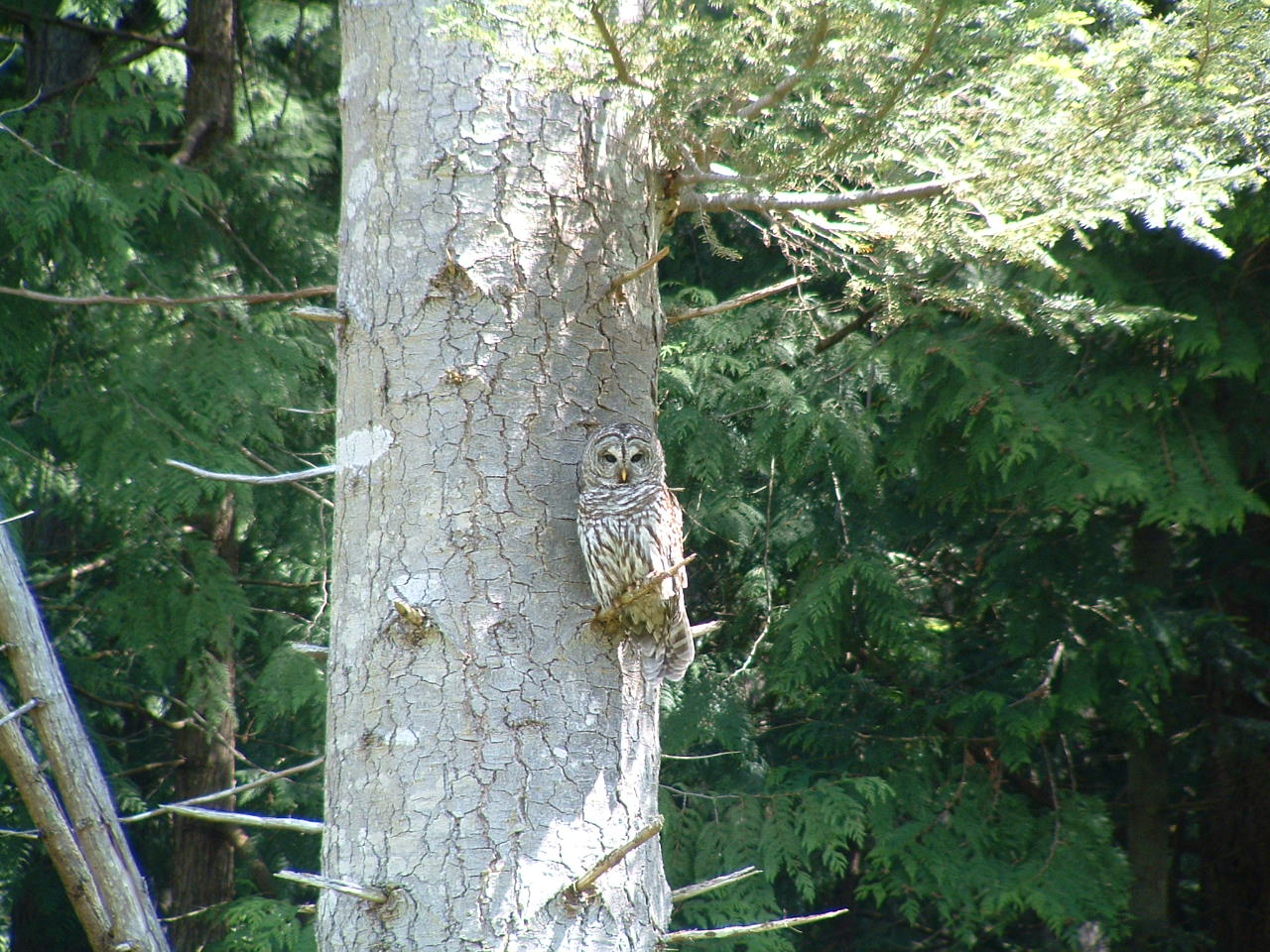 Range and habitat