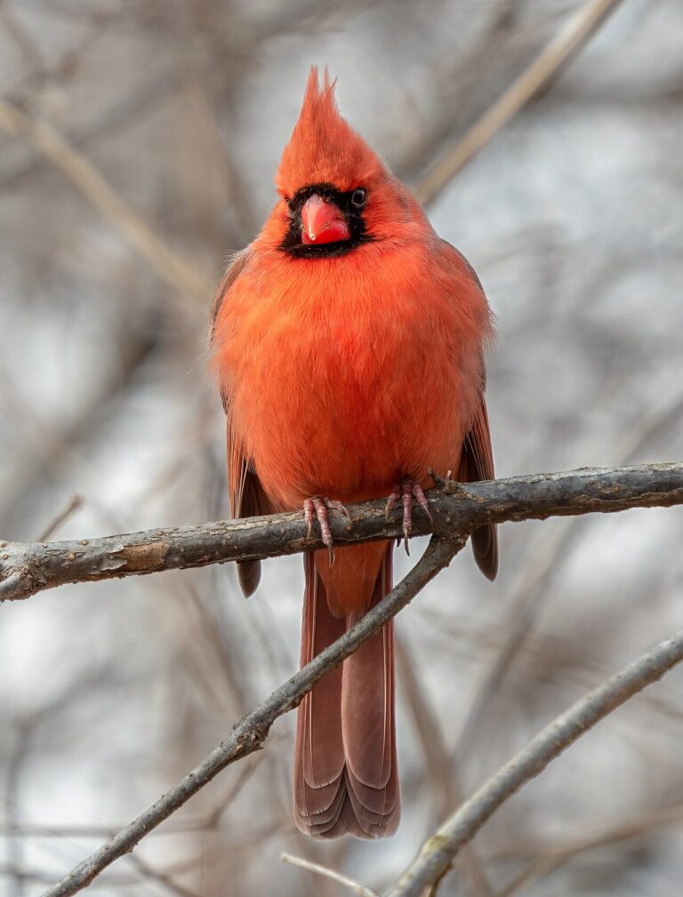 Best Bird Seed for Cardinals