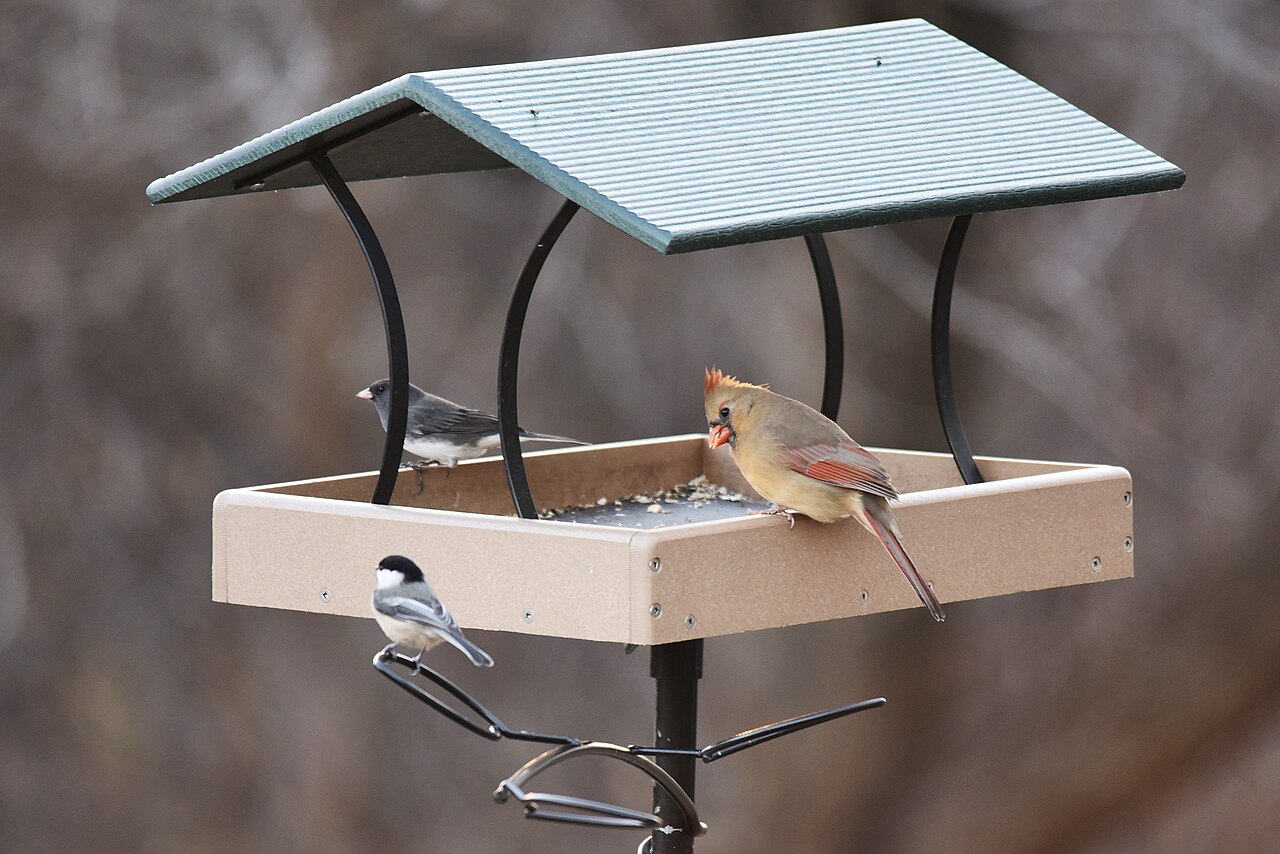 Why Safflower Deserves a Second Feeder