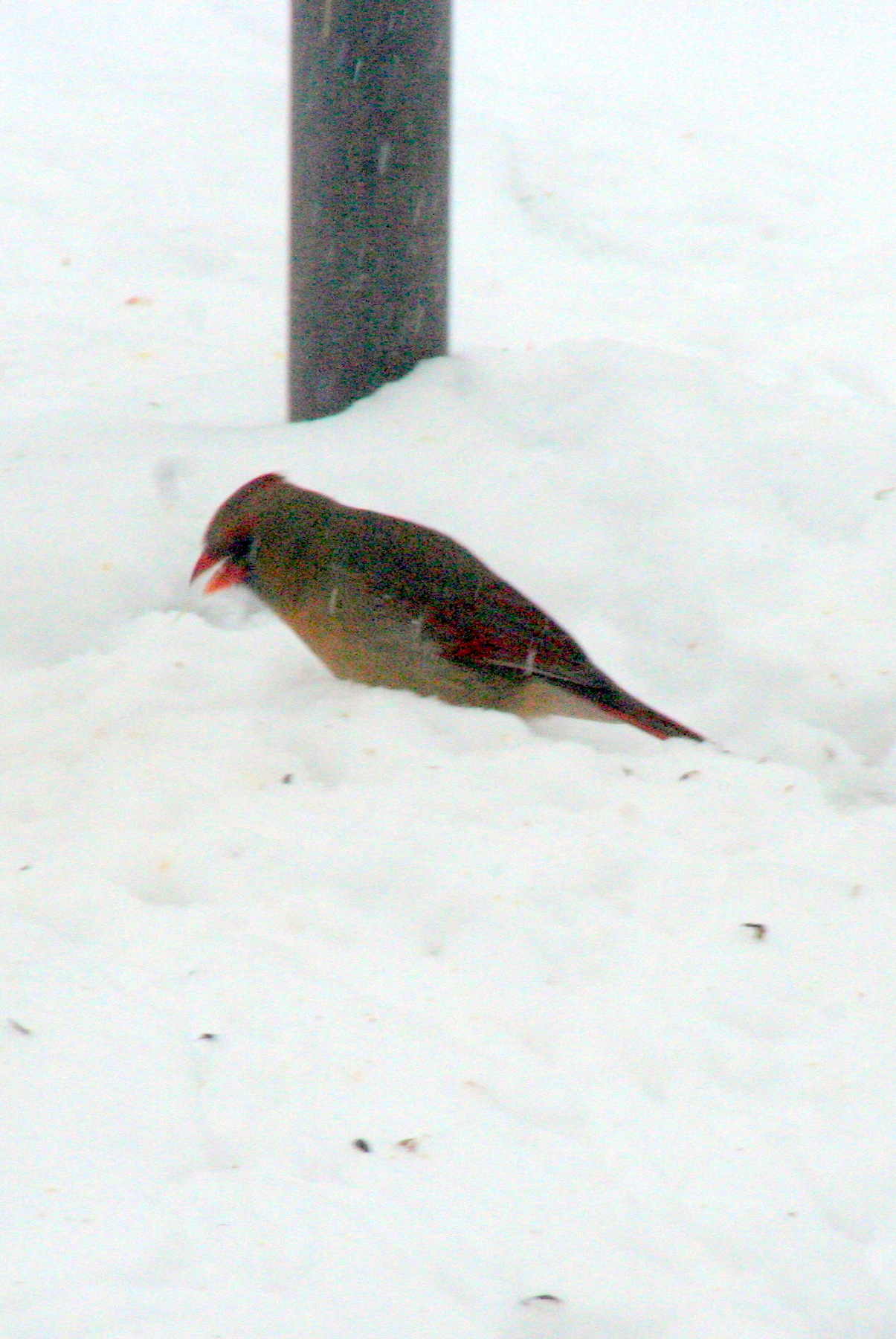 Feeding Cardinals and Blue Jays Together