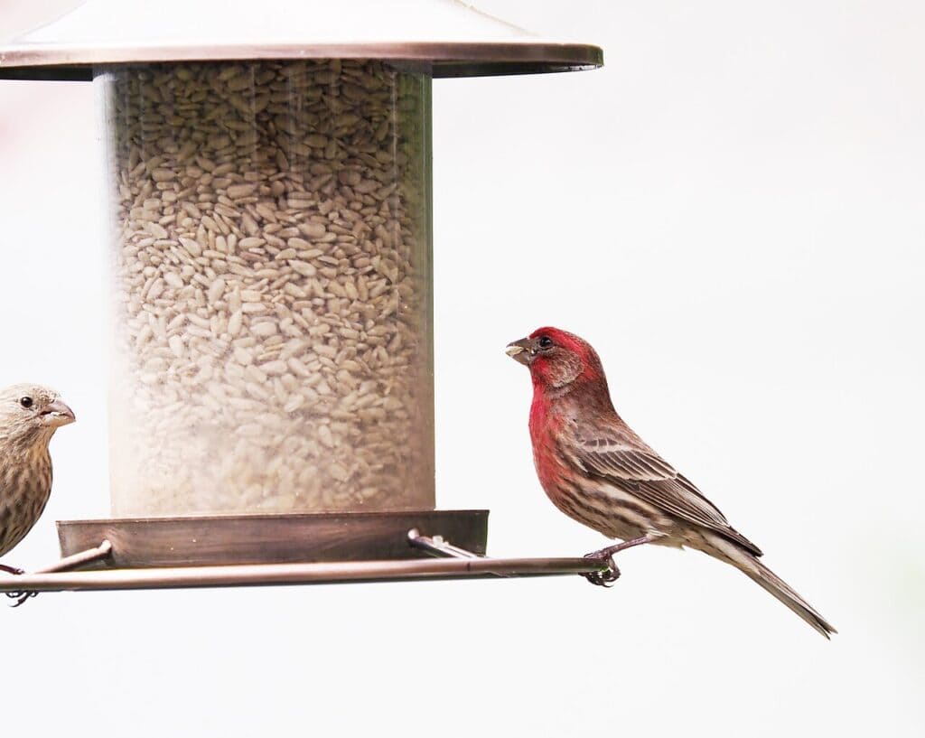 The 9 Best Bird Seed Brands 2026: Top Picks by Category