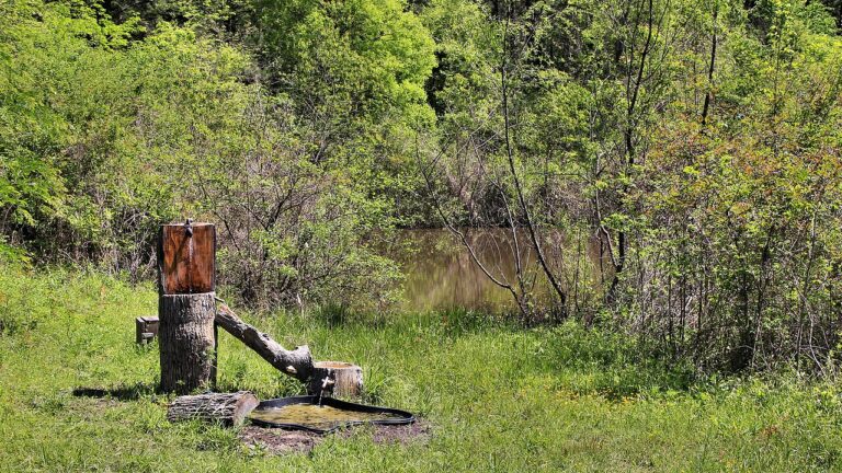 Bird Baths: The Complete Guide to Attracting Birds with Water