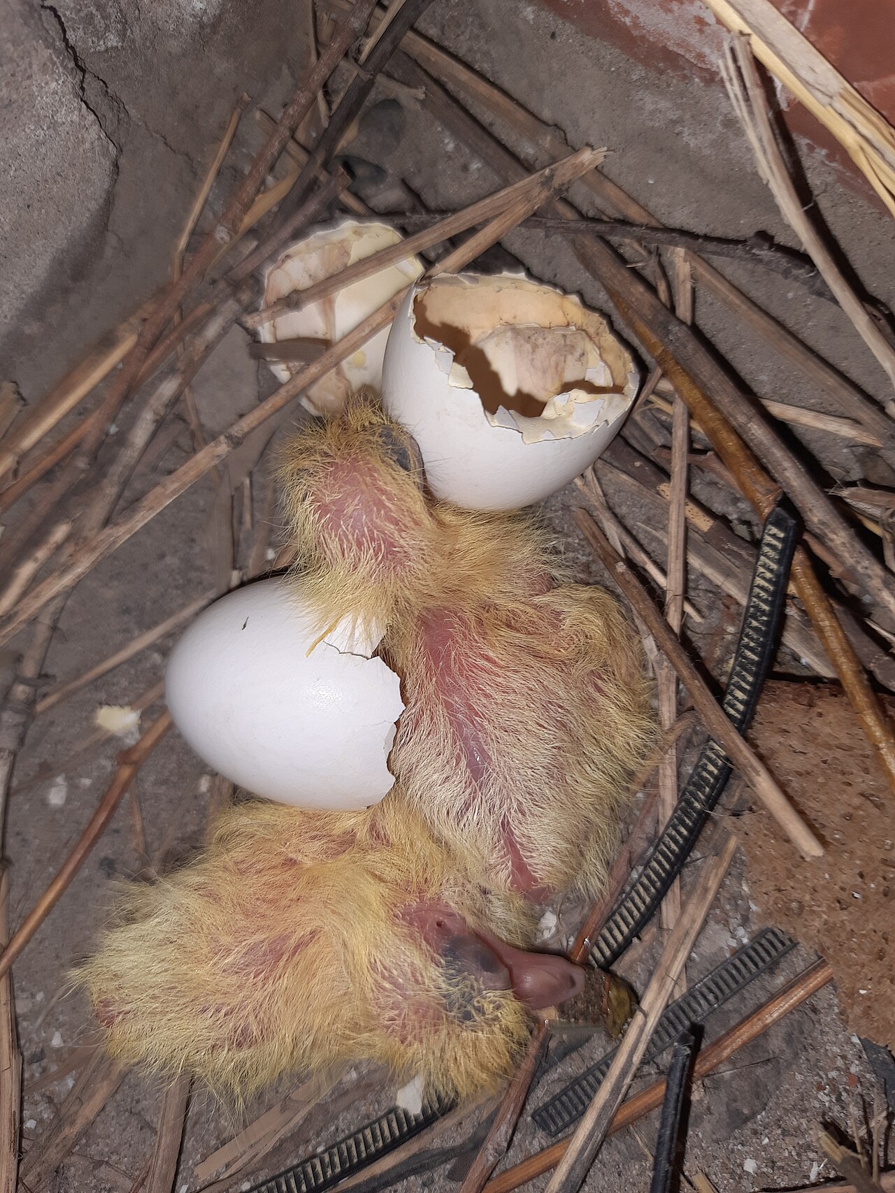 Bird Egg Identification: The Complete Guide by Color, Size & Pattern