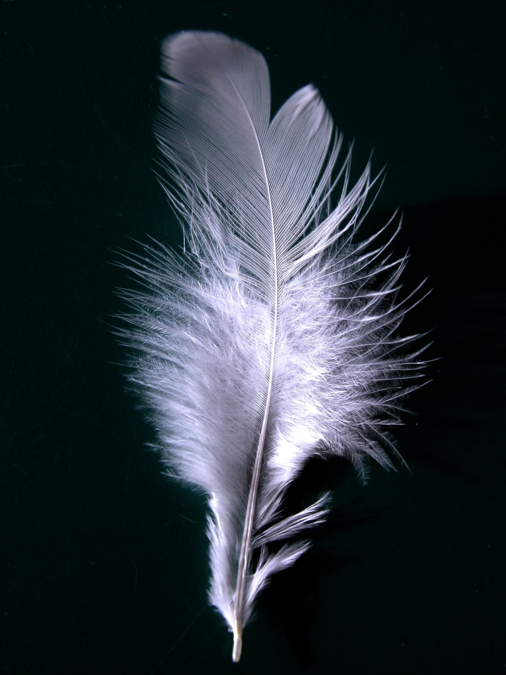 Bird Feather Identification Guide