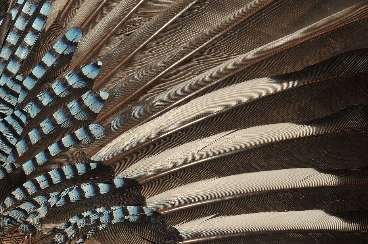 Feather types explained