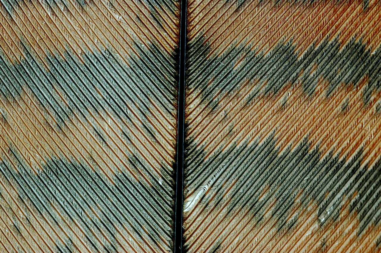 Common backyard feathers