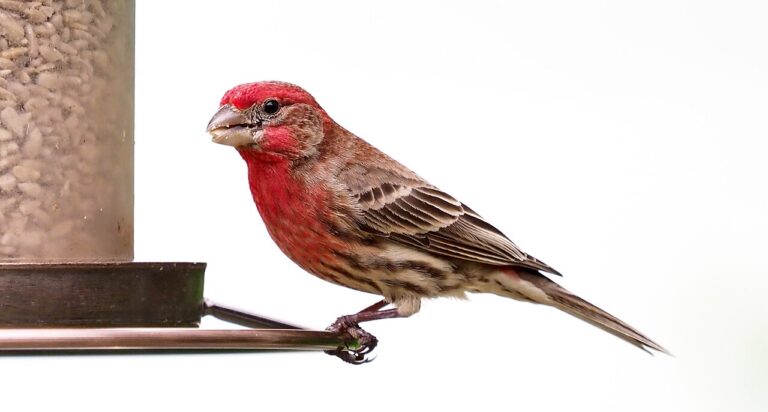 Bird Feeders: The Complete Guide to Types, Setup & Use