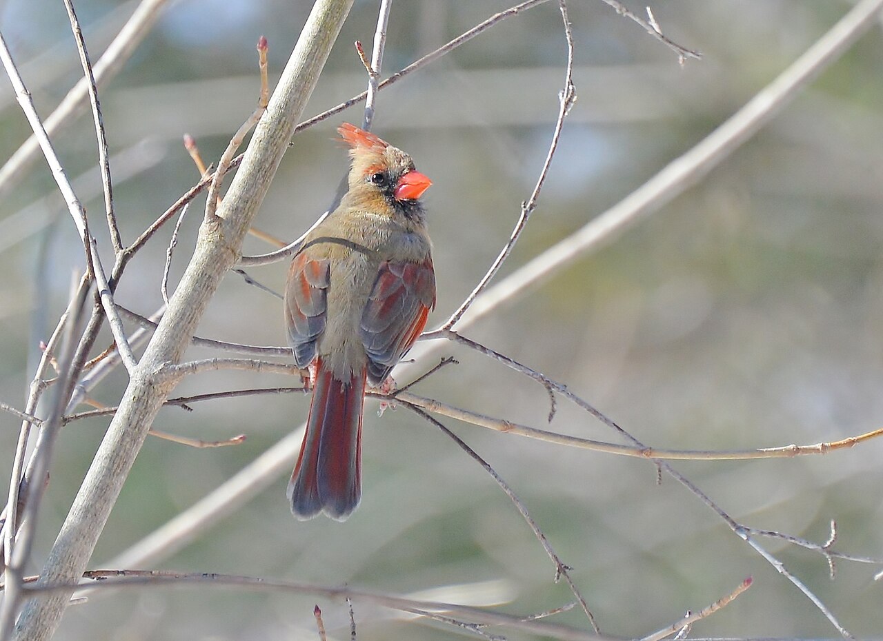 What to do if a bird is stunned