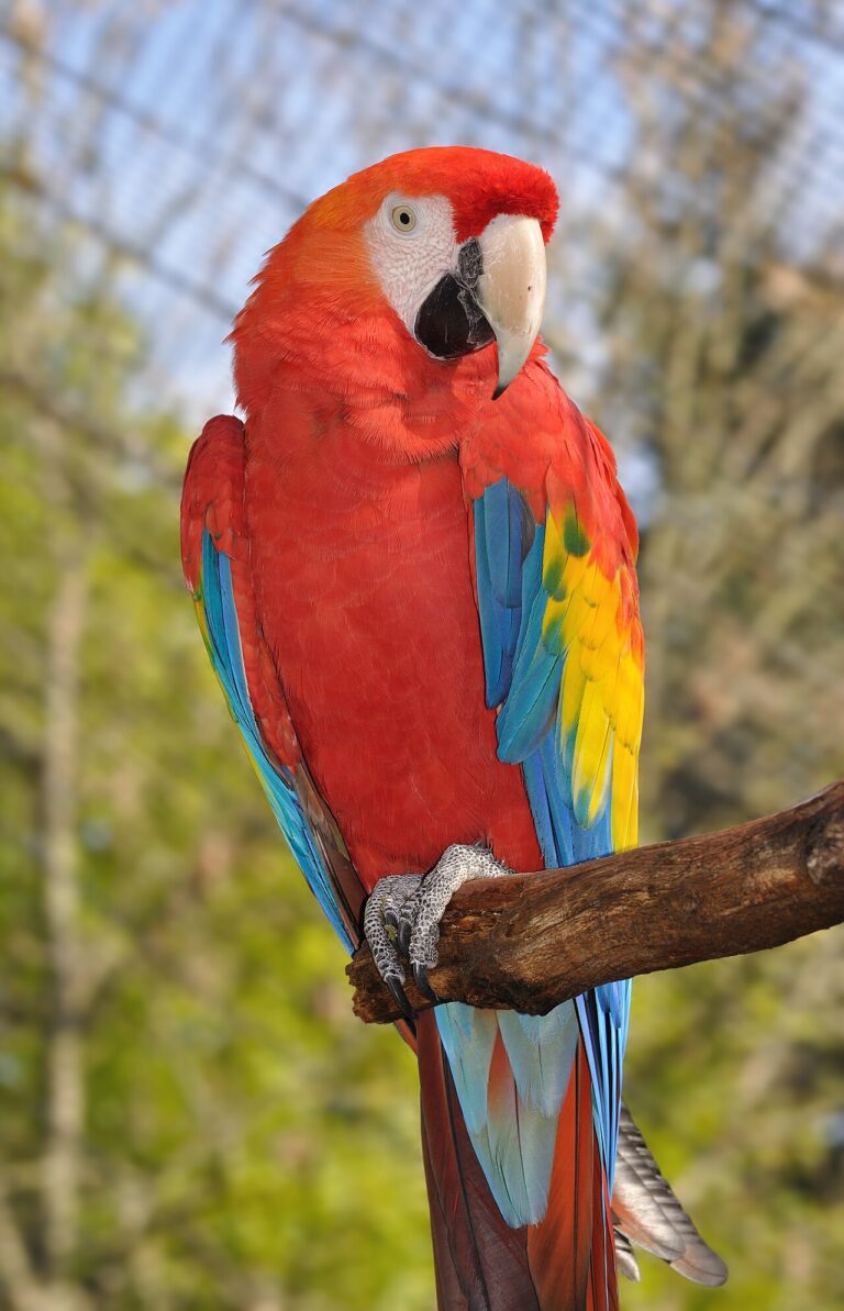 How Long Do Birds Live? Lifespan by Species