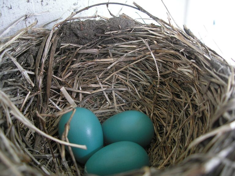 Bird Nest Identification Guide