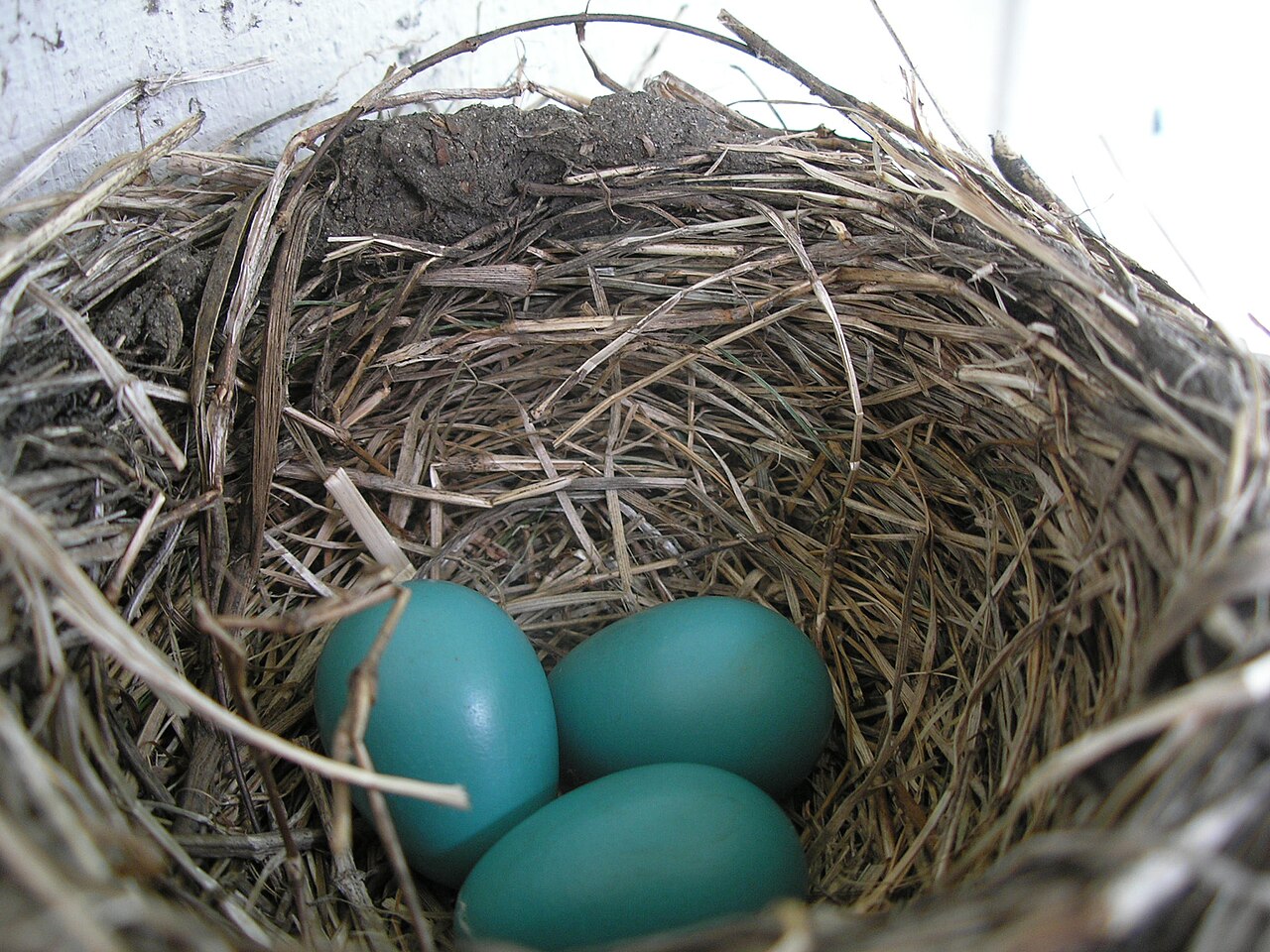 Bird Nest Identification Guide