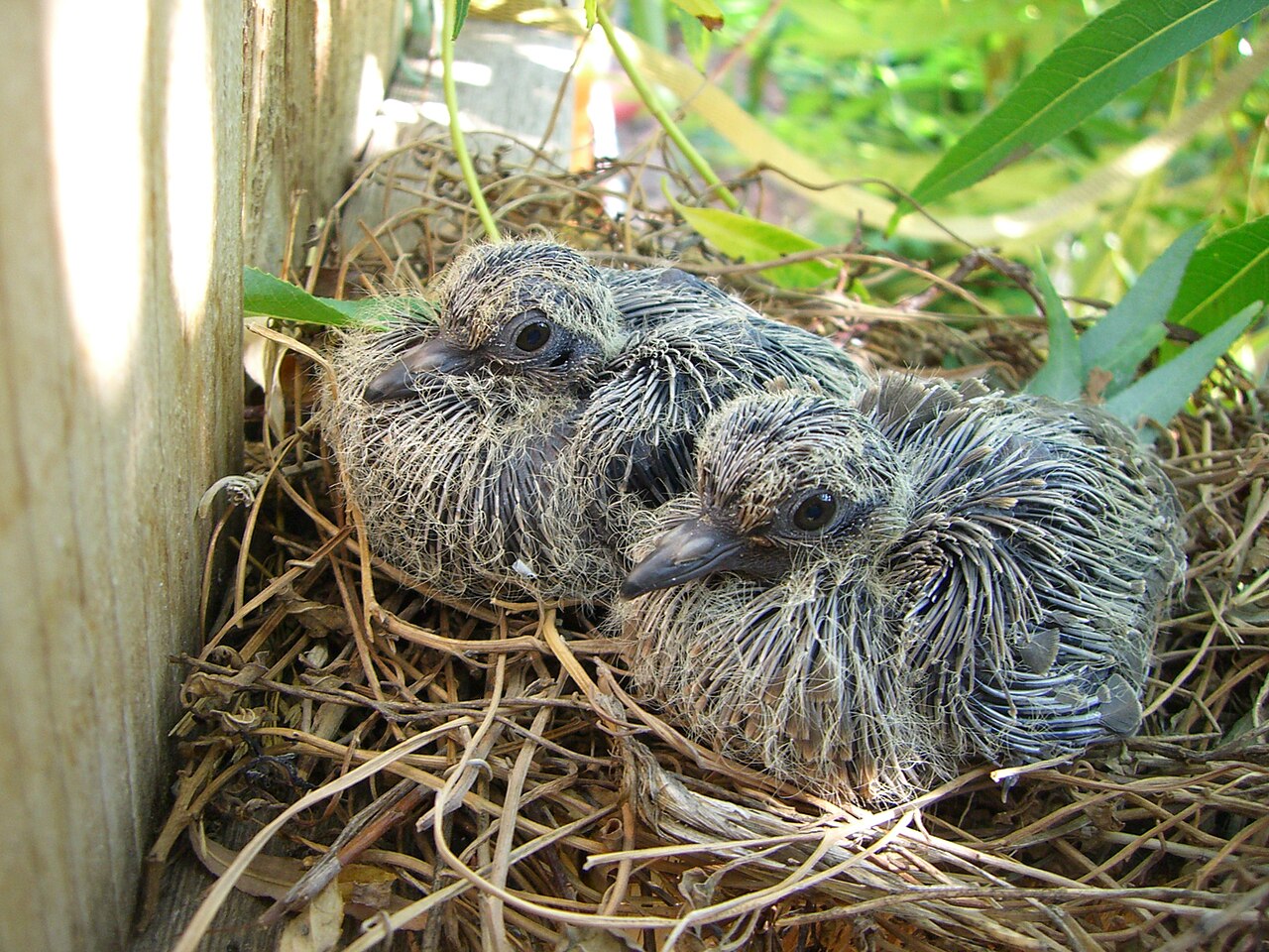 The main nest types