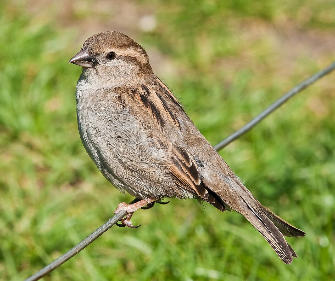 Bird Poop Identification Guide