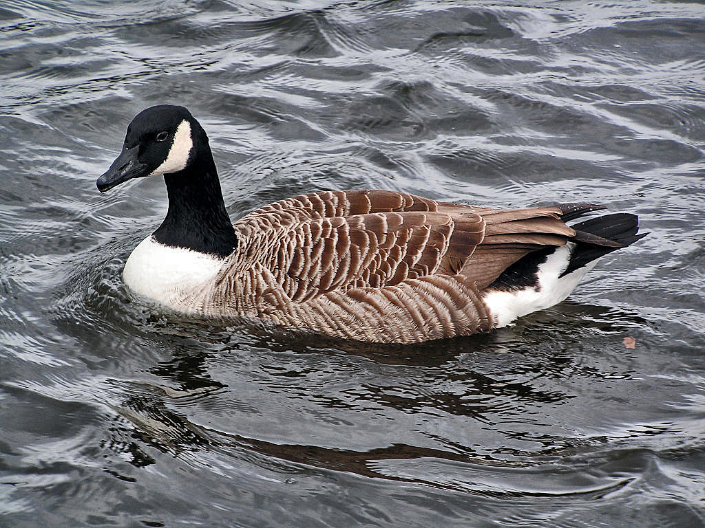 Is bird poop dangerous?