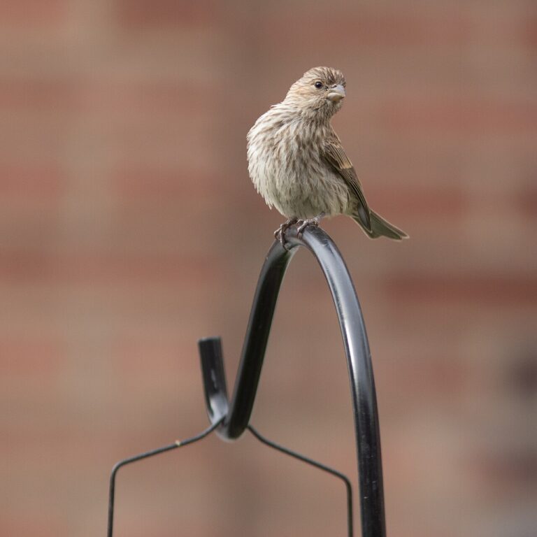 Bird Poop on You: What It Means (Superstition vs Reality)