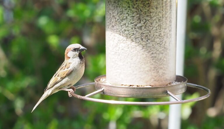 What to Feed Backyard Birds: The Complete Bird Food Guide