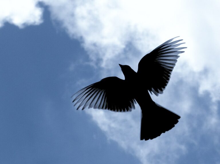 Bird Symbolism: Meanings of Common Birds