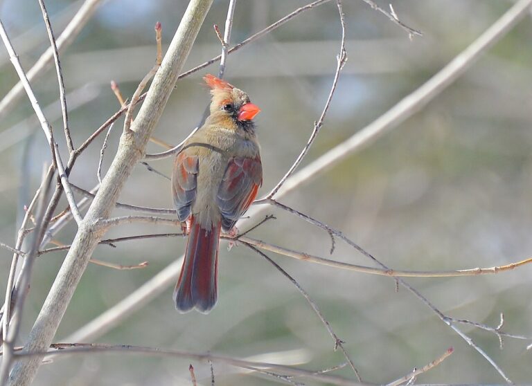 Birding Glossary: 80+ Bird Watching Terms Every Beginner Should Know