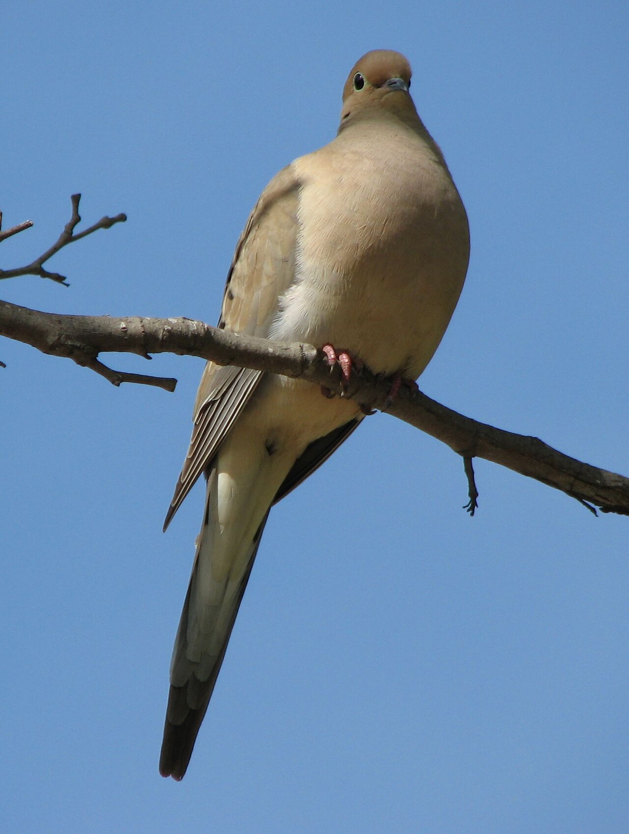 Birds in Dreams: Meaning and Interpretation