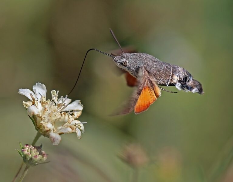 Birds That Look Like Hummingbirds (It’s Usually a Moth)