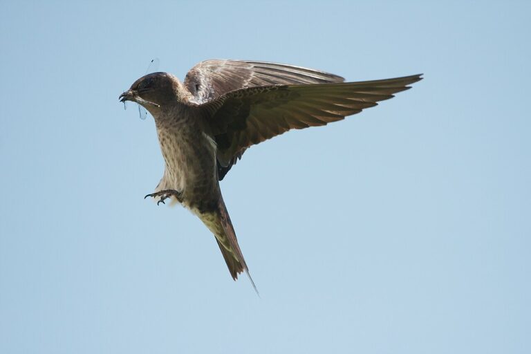 Birds That Eat Mosquitoes: The 9 Species That Actually Help (And the Myths)