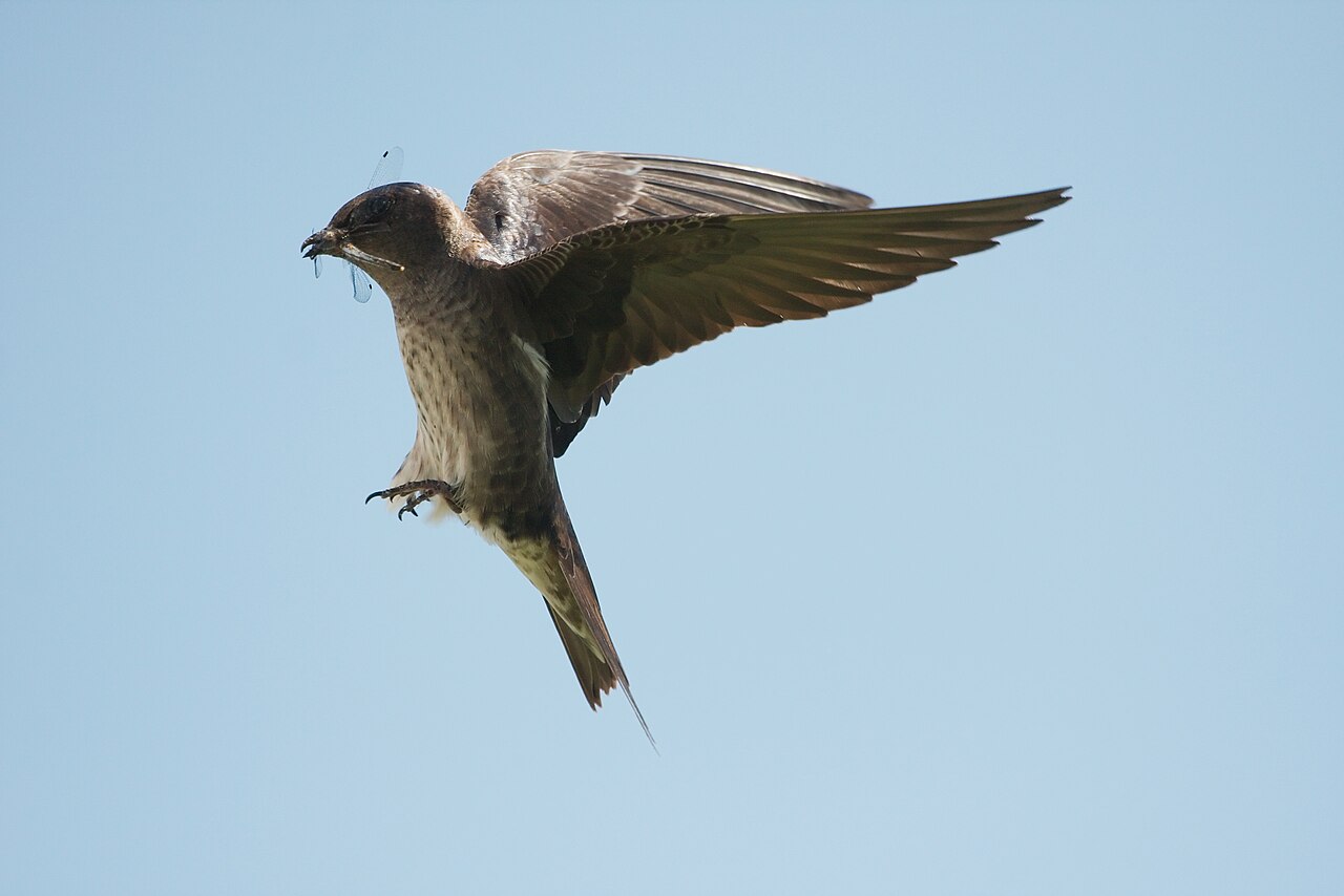 Birds That Eat Mosquitoes: The 9 Species That Actually Help (And the Myths)