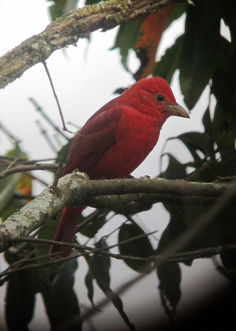 Birds That Look Like Cardinals: 8 Lookalikes