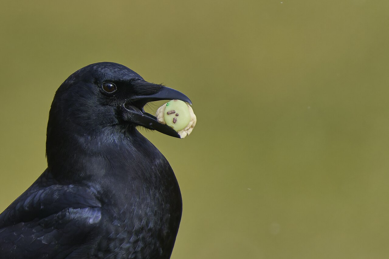 Birds That Look Like Crows: 8 Lookalikes