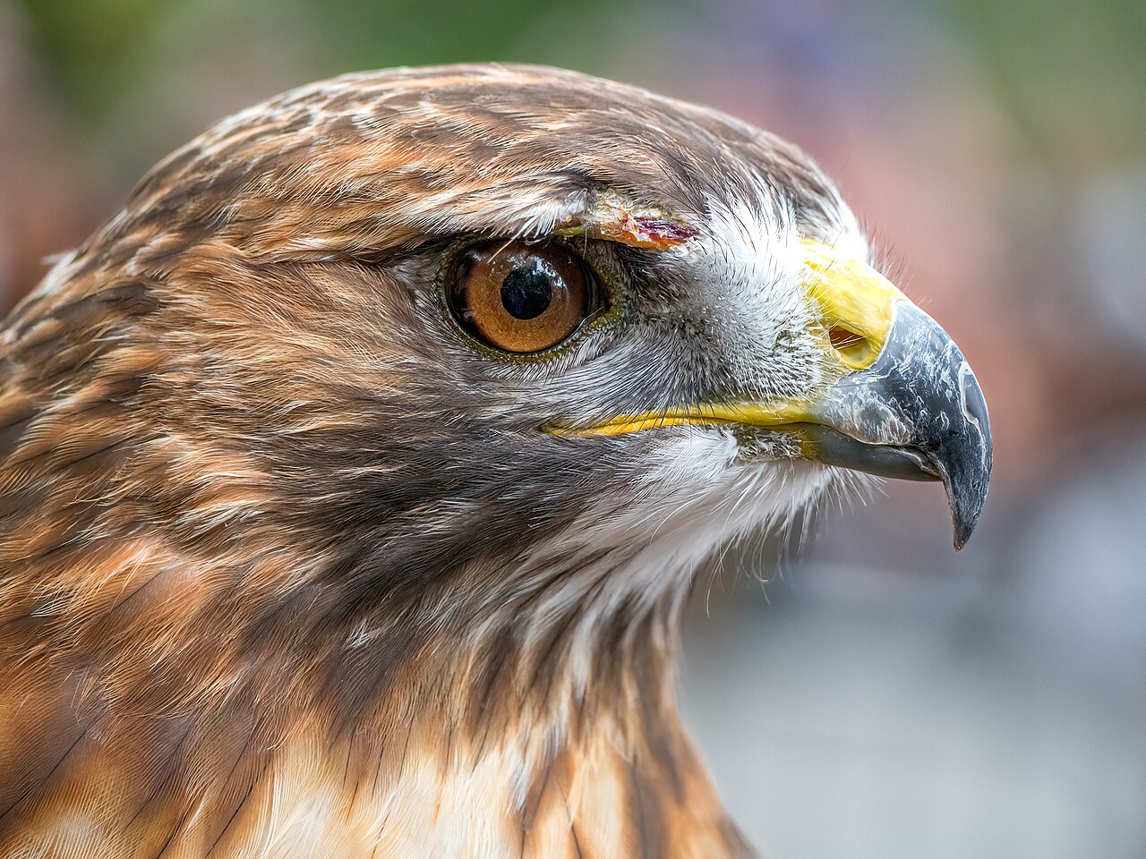 Birds That Look Like Hawks: Identification Guide