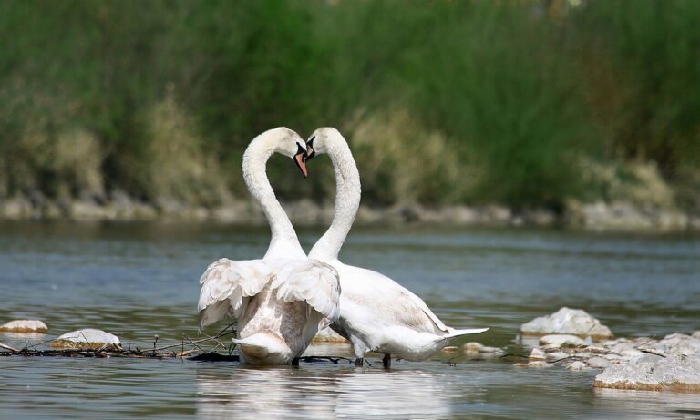 Birds That Mate for Life: Devoted Species