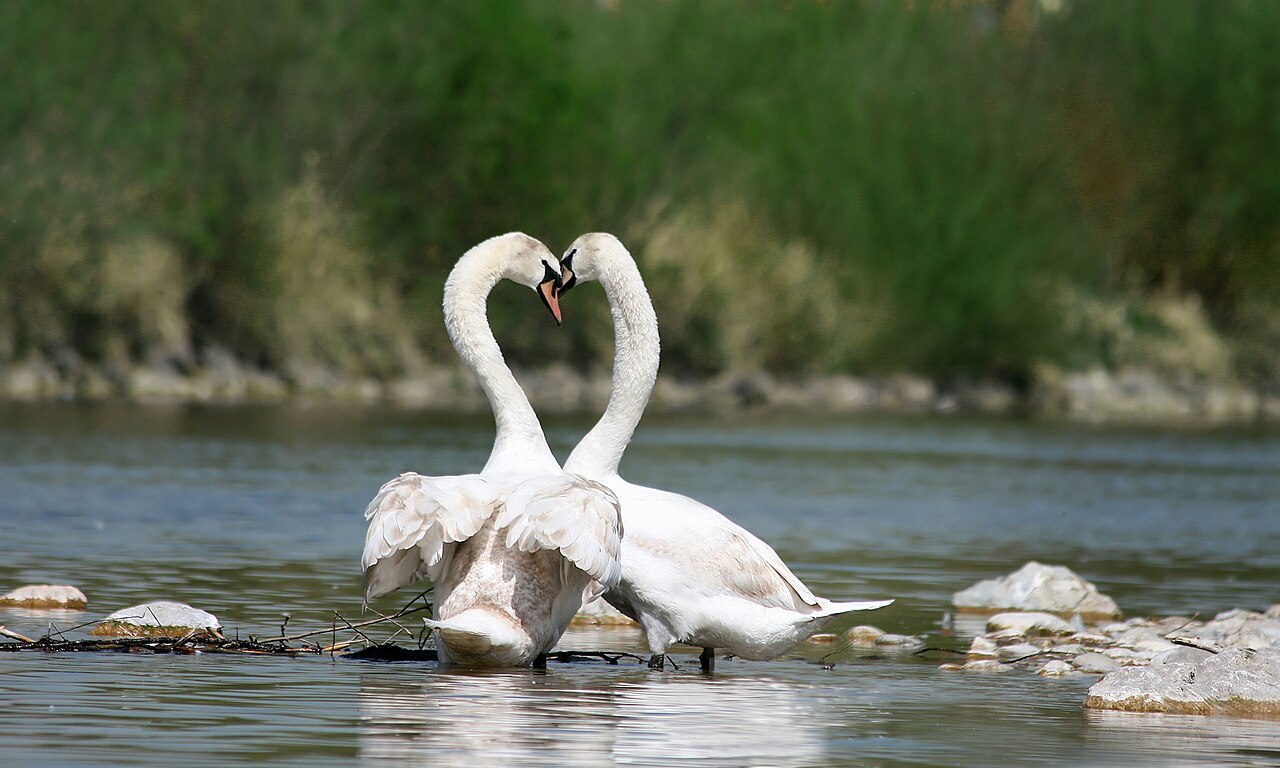 Birds That Mate for Life: Devoted Species