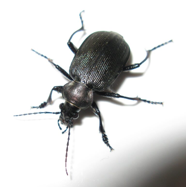 Black Beetle Identification: Species Guide